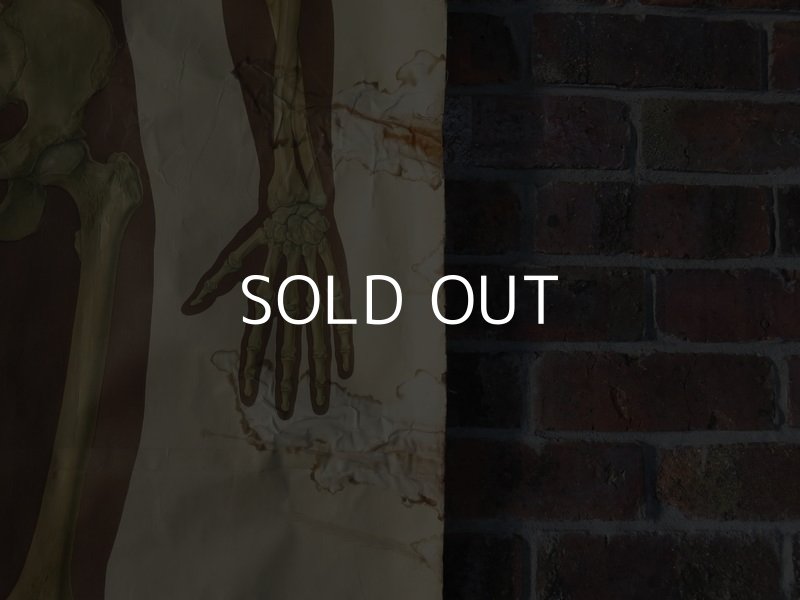 画像6: VINTAGE MEDICAL CHART ヴィンテージ メディカルチャート 人体図 解剖図 スカル ドクロ