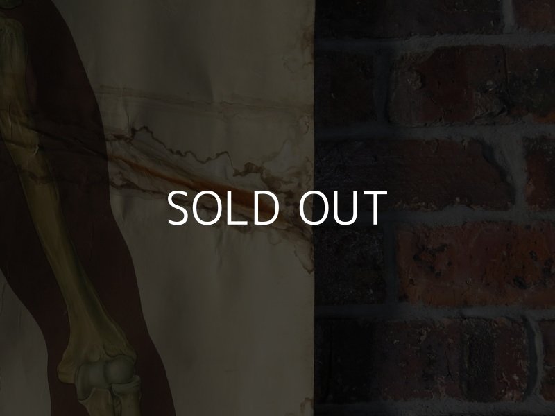 画像5: VINTAGE MEDICAL CHART ヴィンテージ メディカルチャート 人体図 解剖図 スカル ドクロ