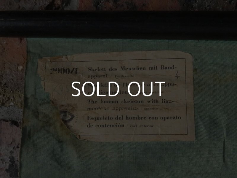 画像12: VINTAGE MEDICAL CHART ヴィンテージ メディカルチャート 人体図 解剖図 スカル ドクロ