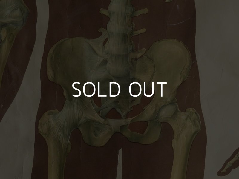 画像3: VINTAGE MEDICAL CHART ヴィンテージ メディカルチャート 人体図 解剖図 スカル ドクロ