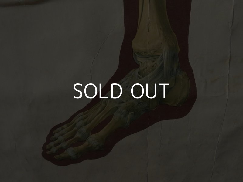 画像4: VINTAGE MEDICAL CHART ヴィンテージ メディカルチャート 人体図 解剖図 スカル ドクロ