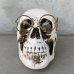 画像2: VINTAGE SKULL ヴィンテージ 眼鏡 スカル アッシュトレイ ドクロ メガネ 陶器 灰皿 輸出用 (2)