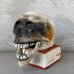 画像1: VINTAGE SKULL ON BOOK  CANDLE HOLDER ヴィンテージ スカル キャンドルホルダー / 陶器 日本製 輸出用 顎 スカルオンブック (1)