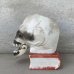 画像5: VINTAGE SKULL ヴィンテージ ドクロ キャンドルホルダー / スカルオンブック 陶器 骸骨 日本製 JAPAN