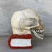 画像4: VINTAGE SKULL ON BOOK  CANDLE HOLDER ヴィンテージ スカル キャンドルホルダー / 陶器 日本製 輸出用 顎 スカルオンブック