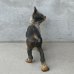 画像4: VINTAGE ANTIQUE BOSTON TERRIER DOOR STOPPER ヴィンテージ アンティーク ボストンテリア ドアストッパー / コレクタブル オブジェ キャストアイアン 鋳物 置物 犬 店舗什器 アメリカ (1)