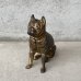 画像1: VINTAGE COINBANK PIGGY BANK  BOXER DOG ヴィンテージ 貯金箱 コインバンク / コレクタブル オブジェ キャストアイアン ボクサー 犬 動物 鋳物 置物 アメリカ (2) (1)
