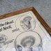画像6: VINTAGE ANTIQUE MUSCLES OF THE HEAD FACE AND NECK ヴィンテージ アンティーク ウォールインテリア フレーム 額装 解剖図 / 人体解剖学 壁掛け 木製 店舗什器 アメリカ (2)