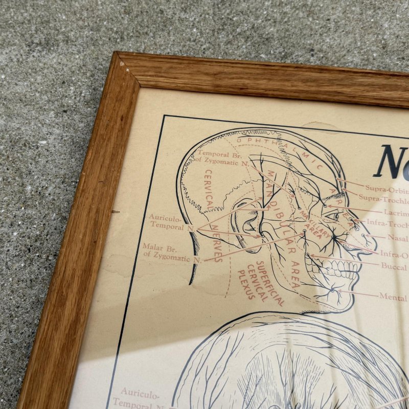 画像6: VINTAGE ANTIQUE NERVES OF THE HEAD FACE AND NECK ヴィンテージ アンティーク ウォールインテリア フレーム 額装 解剖図 / 人体解剖学 壁掛け 木製 店舗什器 アメリカ (1)