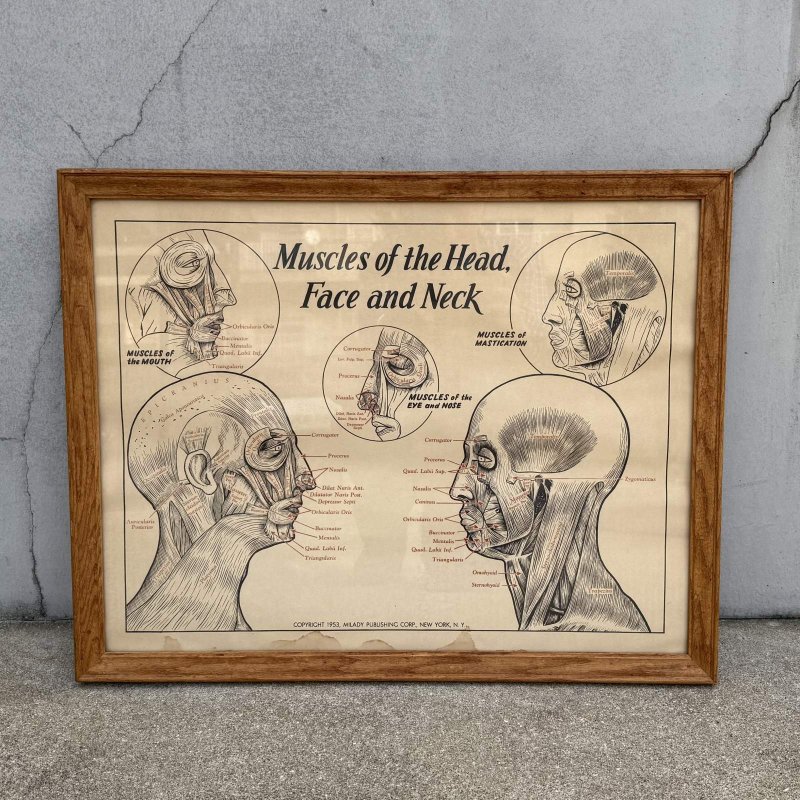 画像1: VINTAGE ANTIQUE MUSCLES OF THE HEAD FACE AND NECK ヴィンテージ アンティーク ウォールインテリア フレーム 額装 解剖図 / 人体解剖学 壁掛け 木製 店舗什器 アメリカ (2)