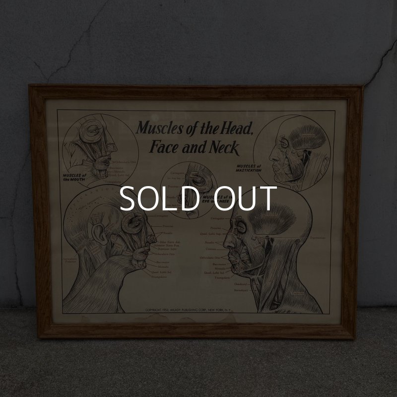 画像1: VINTAGE ANTIQUE MUSCLES OF THE HEAD FACE AND NECK ヴィンテージ アンティーク ウォールインテリア フレーム 額装 解剖図 / 人体解剖学 壁掛け 木製 店舗什器 アメリカ (2)