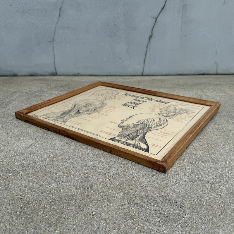 画像3: VINTAGE ANTIQUE NERVES OF THE HEAD FACE AND NECK ヴィンテージ アンティーク ウォールインテリア フレーム 額装 解剖図 / 人体解剖学 壁掛け 木製 店舗什器 アメリカ (1)