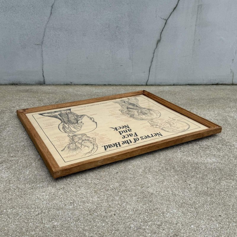 画像4: VINTAGE ANTIQUE NERVES OF THE HEAD FACE AND NECK ヴィンテージ アンティーク ウォールインテリア フレーム 額装 解剖図 / 人体解剖学 壁掛け 木製 店舗什器 アメリカ (1)