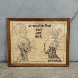 VINTAGE ANTIQUE NERVES OF THE HEAD FACE AND NECK ヴィンテージ アンティーク ウォールインテリア フレーム 額装 解剖図 / 人体解剖学 壁掛け 木製 店舗什器 アメリカ (1)