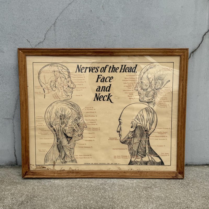 画像1: VINTAGE ANTIQUE NERVES OF THE HEAD FACE AND NECK ヴィンテージ アンティーク ウォールインテリア フレーム 額装 解剖図 / 人体解剖学 壁掛け 木製 店舗什器 アメリカ (1)