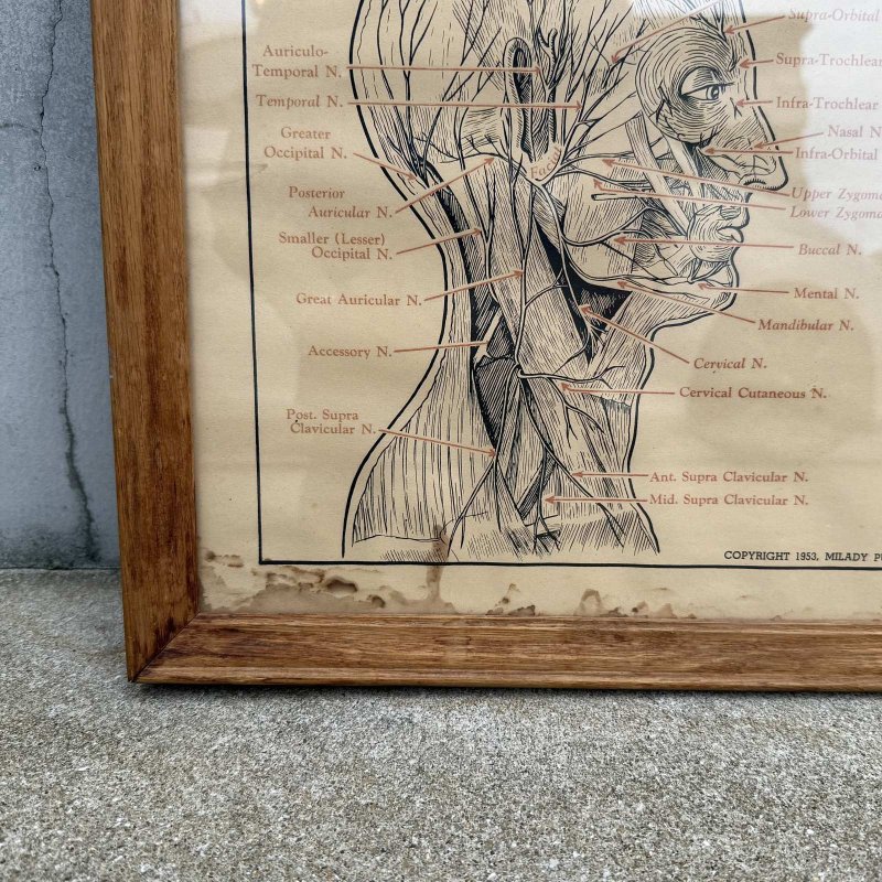 画像5: VINTAGE ANTIQUE NERVES OF THE HEAD FACE AND NECK ヴィンテージ アンティーク ウォールインテリア フレーム 額装 解剖図 / 人体解剖学 壁掛け 木製 店舗什器 アメリカ (1)