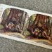 画像5: VINTAGE ANTIQUE STEREOSCOP PHOTO ヴィンテージ アンティーク ステレオスコープ 写真 ステレオカード / コレクタブル ディスプレイ インテリア アメリカ C (5)