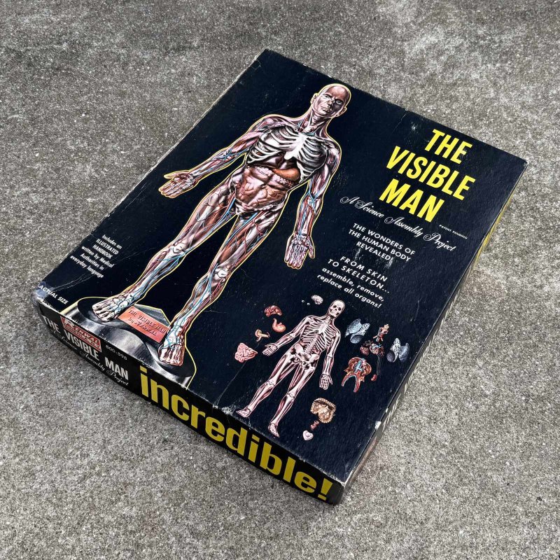 画像1: VINTAGE ANTIQUE RANWAL THE VISIBLE MAN ヴィンテージ アンティーク レンウォール ビジブルマン / 人体模型 スケルトン プラモデル ディスプレイ アメリカ