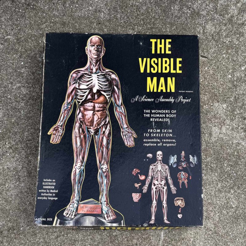 画像2: VINTAGE ANTIQUE RANWAL THE VISIBLE MAN ヴィンテージ アンティーク レンウォール ビジブルマン / 人体模型 スケルトン プラモデル ディスプレイ アメリカ