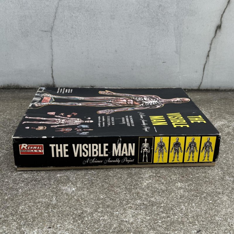 画像4: VINTAGE ANTIQUE RANWAL THE VISIBLE MAN ヴィンテージ アンティーク レンウォール ビジブルマン / 人体模型 スケルトン プラモデル ディスプレイ アメリカ