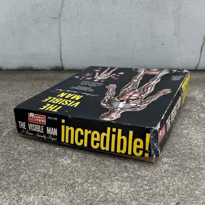 画像5: VINTAGE ANTIQUE RANWAL THE VISIBLE MAN ヴィンテージ アンティーク レンウォール ビジブルマン / 人体模型 スケルトン プラモデル ディスプレイ アメリカ