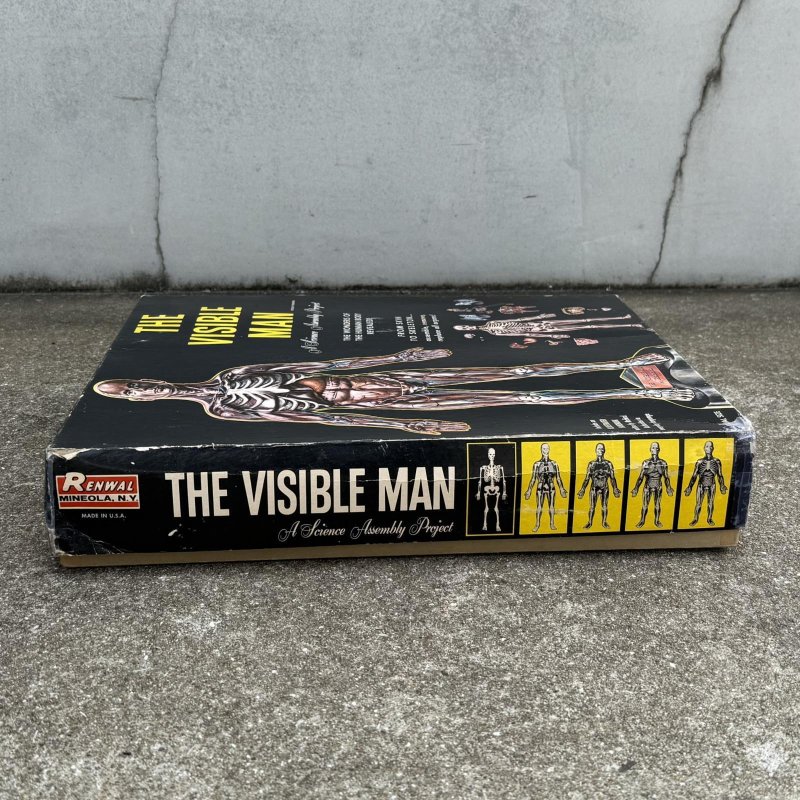 画像3: VINTAGE ANTIQUE RANWAL THE VISIBLE MAN ヴィンテージ アンティーク レンウォール ビジブルマン / 人体模型 スケルトン プラモデル ディスプレイ アメリカ