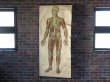 画像1: VINTAGE MEDICAL CHART ヴィンテージ メディカルチャート 人体図 解剖図 スカル ドクロ (1)