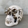 画像1: VINTAGE SKULL ヴィンテージ 眼鏡 スカル アッシュトレイ ドクロ メガネ 陶器 灰皿 輸出用 (1)