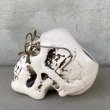 画像5: VINTAGE SKULL ヴィンテージ 眼鏡 スカル アッシュトレイ ドクロ メガネ 陶器 灰皿 輸出用 (5)