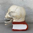 画像5: VINTAGE SKULL ON BOOK  CANDLE HOLDER ヴィンテージ スカル キャンドルホルダー / 陶器 日本製 輸出用 顎 スカルオンブック (5)