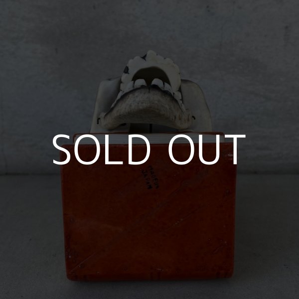 画像6: VINTAGE SKULL ON BOOK  CANDLE HOLDER ヴィンテージ スカル キャンドルホルダー / 陶器 日本製 輸出用 顎 スカルオンブック (6)