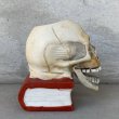 画像4: VINTAGE SKULL ON BOOK  CANDLE HOLDER ヴィンテージ スカル キャンドルホルダー / 陶器 日本製 輸出用 顎 スカルオンブック (4)