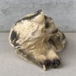画像3: VINTAGE ANTIQUE CAT CHALKWEAR ヴィンテージ アンティーク 猫 ねこ チョークウェア オブジェ / コレクタブル ディスプレイ インテリア  置物 動物 アメリカ (2) (3)