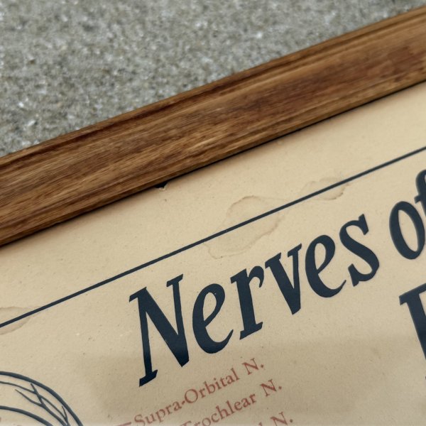 画像8: VINTAGE ANTIQUE NERVES OF THE HEAD FACE AND NECK ヴィンテージ アンティーク ウォールインテリア フレーム 額装 解剖図 / 人体解剖学 壁掛け 木製 店舗什器 アメリカ (1) (8)