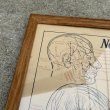 画像6: VINTAGE ANTIQUE NERVES OF THE HEAD FACE AND NECK ヴィンテージ アンティーク ウォールインテリア フレーム 額装 解剖図 / 人体解剖学 壁掛け 木製 店舗什器 アメリカ (1) (6)