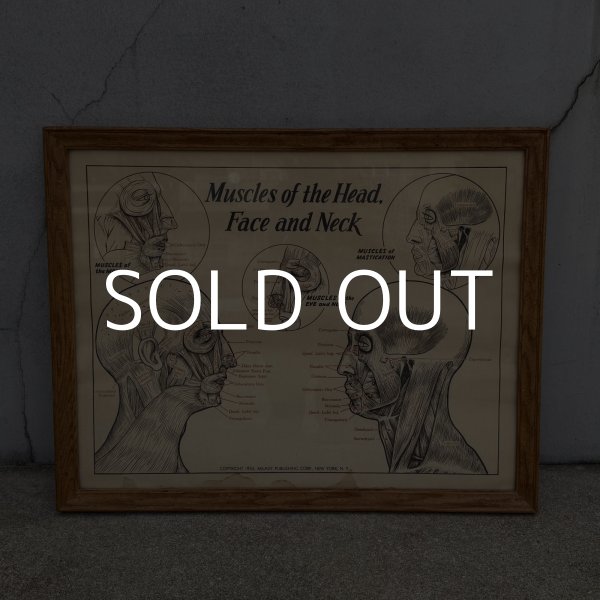 画像1: VINTAGE ANTIQUE MUSCLES OF THE HEAD FACE AND NECK ヴィンテージ アンティーク ウォールインテリア フレーム 額装 解剖図 / 人体解剖学 壁掛け 木製 店舗什器 アメリカ (2) (1)