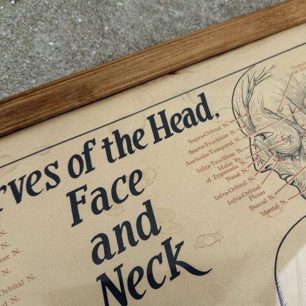 画像7: VINTAGE ANTIQUE NERVES OF THE HEAD FACE AND NECK ヴィンテージ アンティーク ウォールインテリア フレーム 額装 解剖図 / 人体解剖学 壁掛け 木製 店舗什器 アメリカ (1) (7)