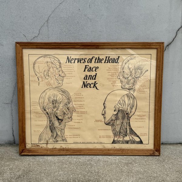 画像1: VINTAGE ANTIQUE NERVES OF THE HEAD FACE AND NECK ヴィンテージ アンティーク ウォールインテリア フレーム 額装 解剖図 / 人体解剖学 壁掛け 木製 店舗什器 アメリカ (1) (1)