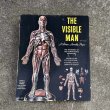 画像2: VINTAGE ANTIQUE RANWAL THE VISIBLE MAN ヴィンテージ アンティーク レンウォール ビジブルマン / 人体模型 スケルトン プラモデル ディスプレイ アメリカ (2)