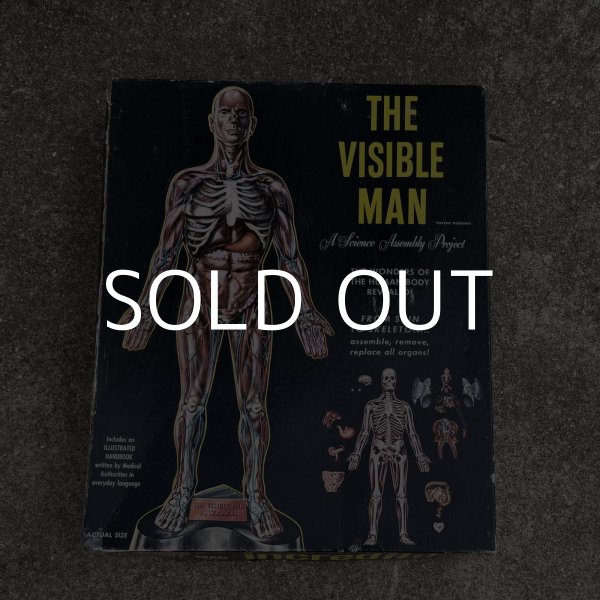 画像2: VINTAGE ANTIQUE RANWAL THE VISIBLE MAN ヴィンテージ アンティーク レンウォール ビジブルマン / 人体模型 スケルトン プラモデル ディスプレイ アメリカ (2)