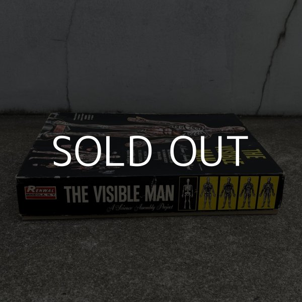画像4: VINTAGE ANTIQUE RANWAL THE VISIBLE MAN ヴィンテージ アンティーク レンウォール ビジブルマン / 人体模型 スケルトン プラモデル ディスプレイ アメリカ (4)